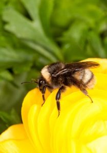 The Disappearing Bumblebee Image